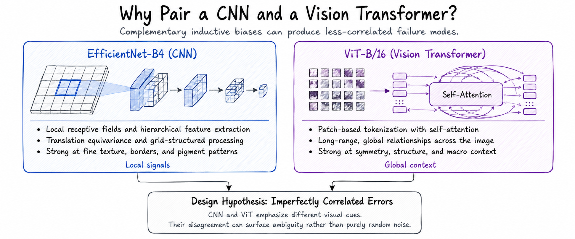 Diagram comparing the inductive biases of EfficientNet-B4 and ViT-B/16.